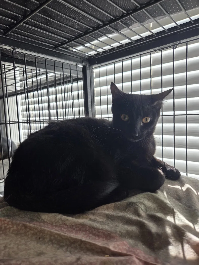 A young medium-sized female Domestic Short Hair cat named Bounce for adoption in St. Ann, MO