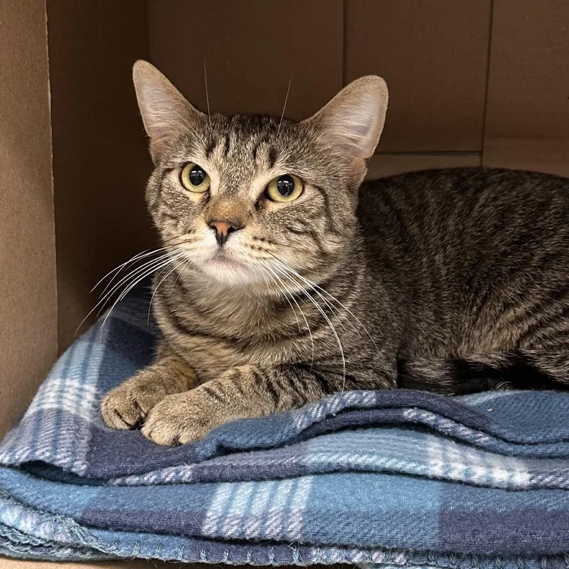 An adult medium-sized male Brown / Chocolate Domestic Short Hair cat named Battle Cat for adoption in East Smithfield , PA