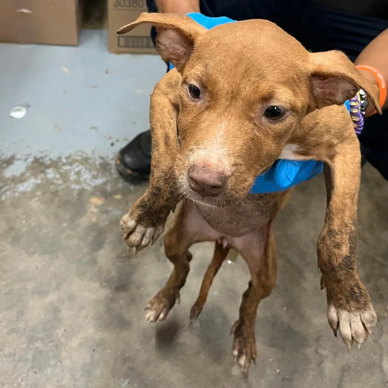 A baby medium-sized female Mixed Breed dog named Happy for adoption in Tampa, FL