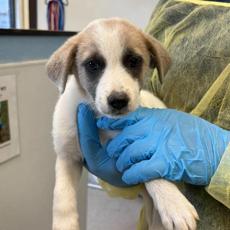 A baby small-sized male White / Cream Anatolian Shepherd dog named Gus for adoption in Bastrop, TX