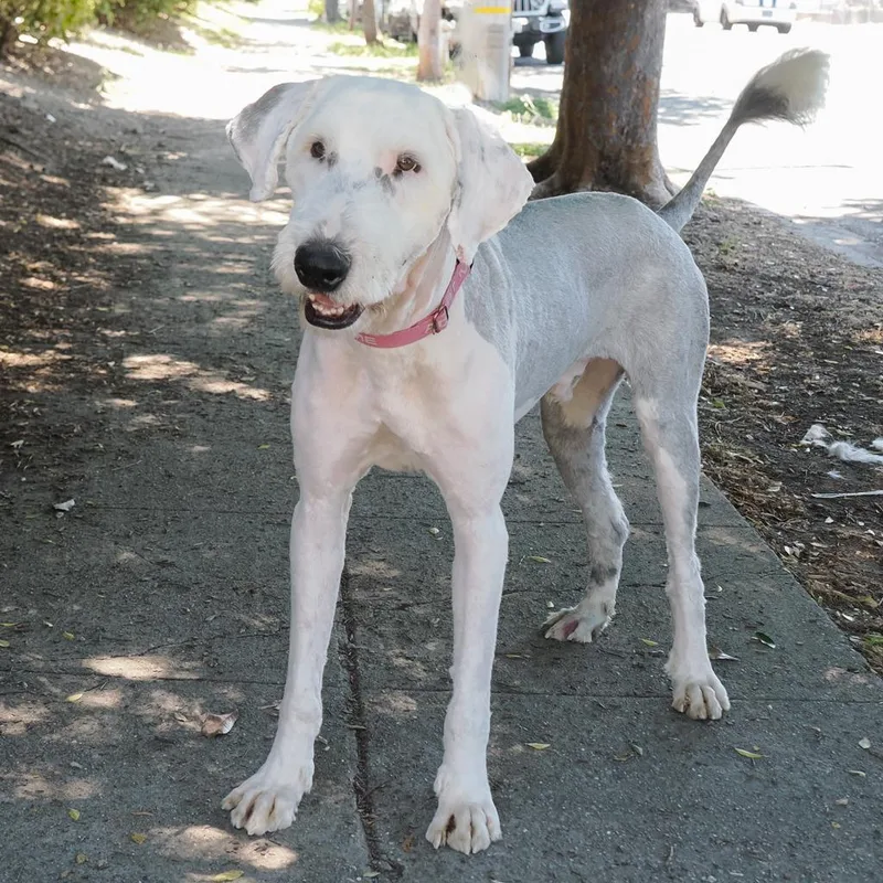An adult large-sized male White / Cream Old English Sheepdog dog named Percival for adoption in Point Richmond, CA