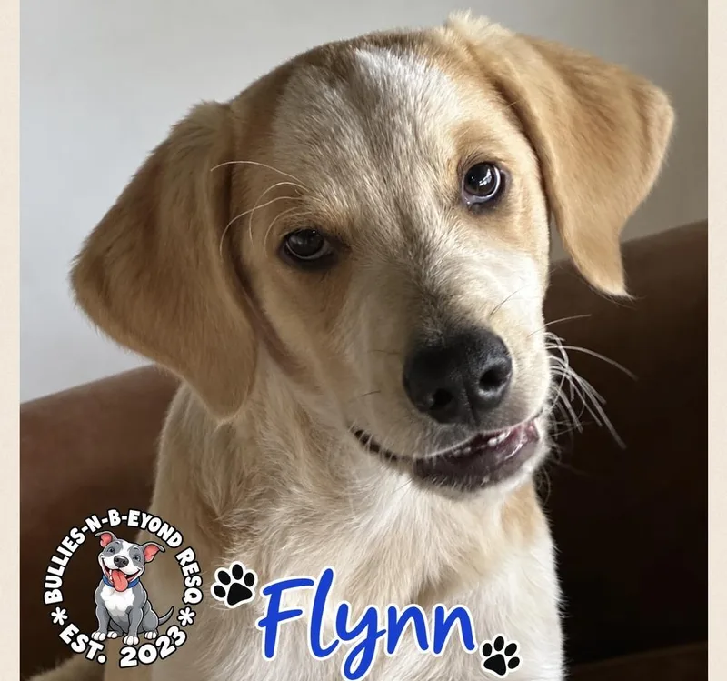 A baby large-sized male Great Pyrenees dog named Flynn for adoption in Omaha, NE
