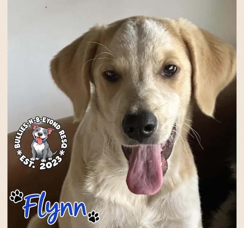 Flynn thumbnail 2