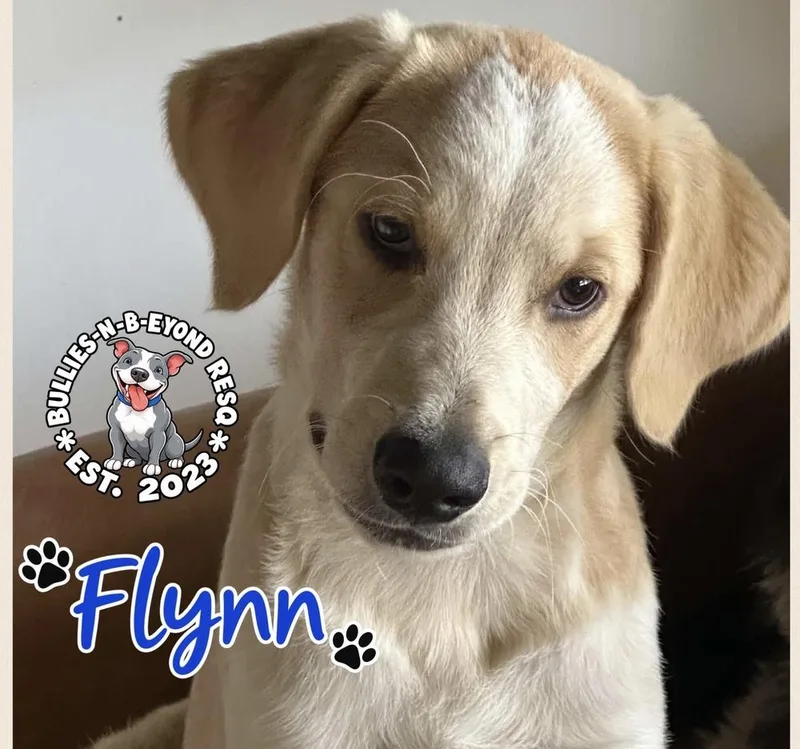 Flynn thumbnail 3