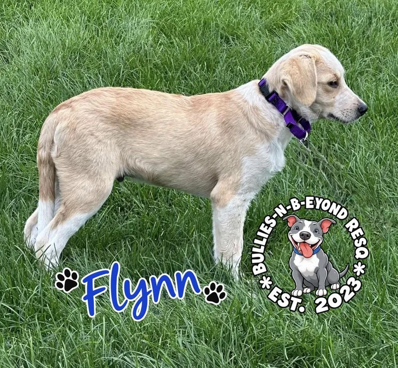 Flynn thumbnail 4