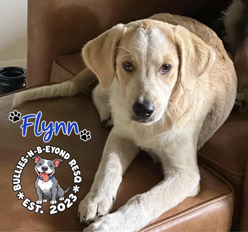 Flynn thumbnail 5