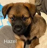 Hazel thumbnail 2