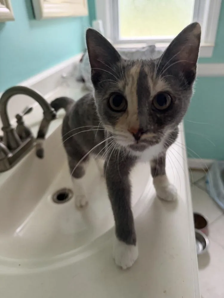 A baby small-sized female Domestic Short Hair cat named Trixie for adoption in Ferndale, MI