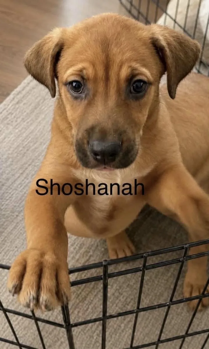 A baby small-sized female Labrador Retriever dog named Shoshanah for adoption in McAllen, TX