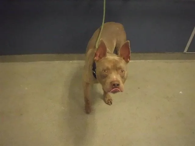 An adult large-sized male Pit Bull Terrier dog named Axel for adoption in Miami, FL