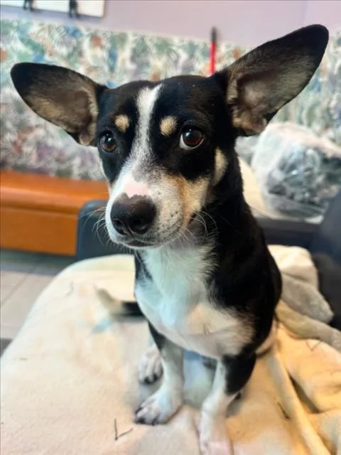 A young medium-sized male Chihuahua dog named Sammy for adoption in Woodland, CA