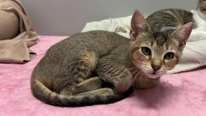 A baby small-sized female Domestic Short Hair cat named Pinkie Pie for adoption in Hudson, NH