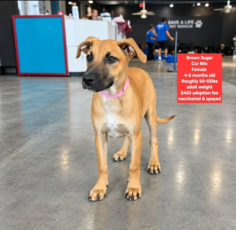 A baby large-sized female Black Mouth Cur dog named Brown Sugar for adoption in Oviedo, FL