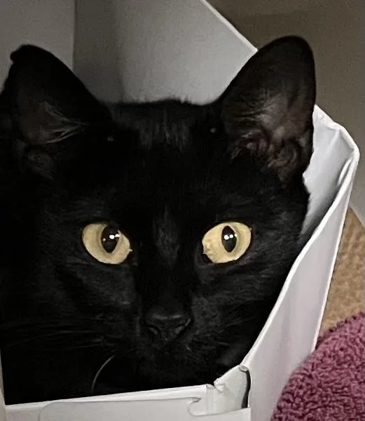 A young medium-sized female Domestic Short Hair cat named Midnight for adoption in Dedham, MA