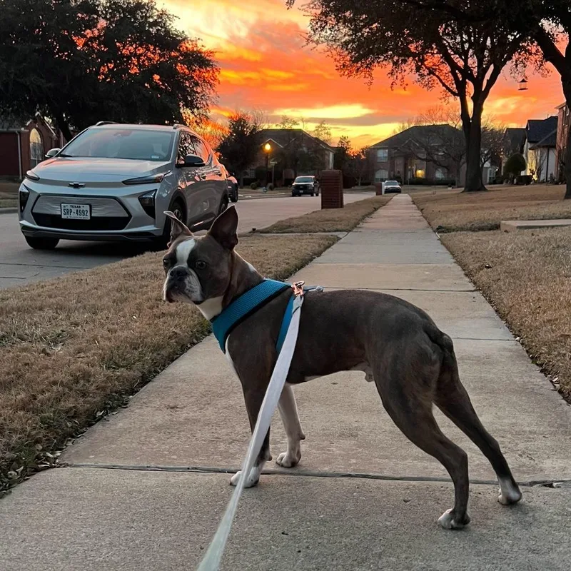 A young small-sized male Boston Terrier dog named Bo Smithmadisonville  Tn for adoption in Maryville, TN