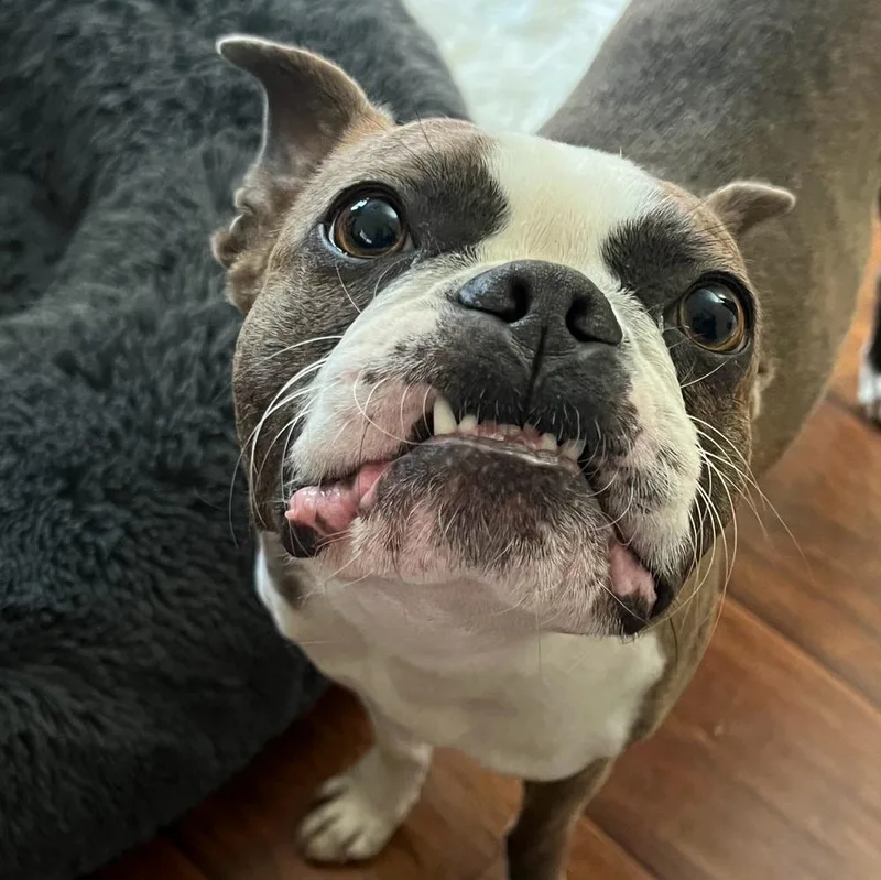 Bo Smithmadisonville  Tn thumbnail 2