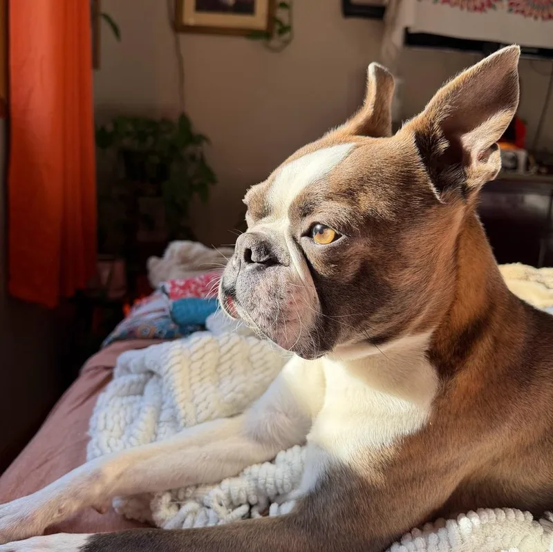 Bo Smithmadisonville  Tn thumbnail 3