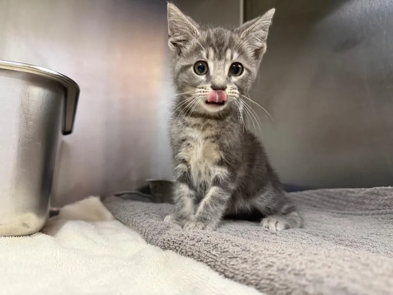 A baby small-sized male Domestic Medium Hair cat named Adonis for adoption in Murray, KY