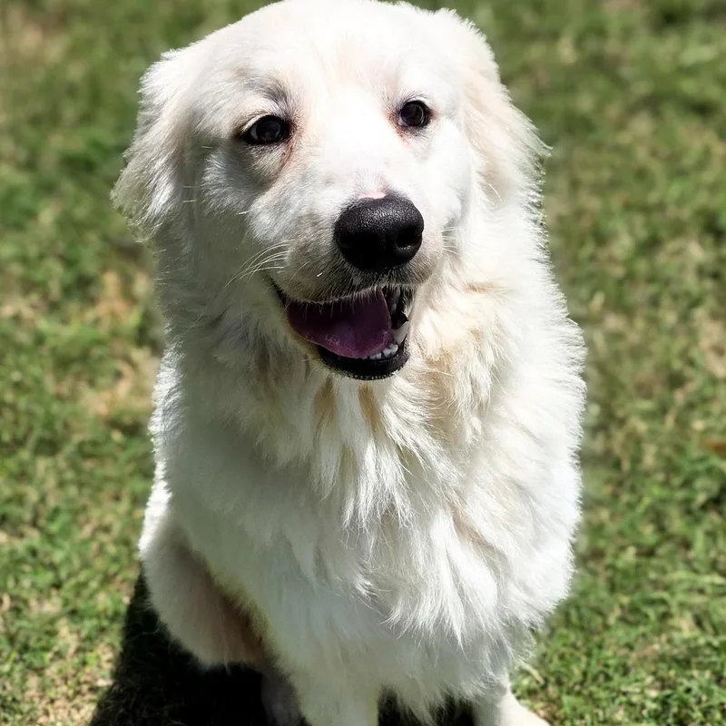 An adult medium-sized female White / Cream Great Pyrenees dog named Elvira for adoption in Gainesville, TX