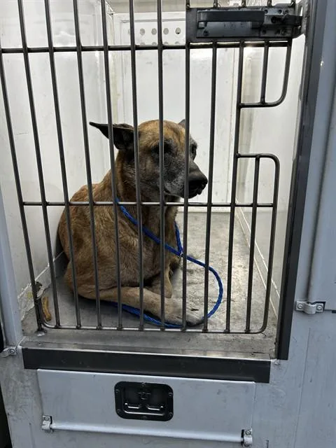 An adult medium-sized female Belgian Shepherd / Malinois dog named Mako for adoption in Sacramento, CA