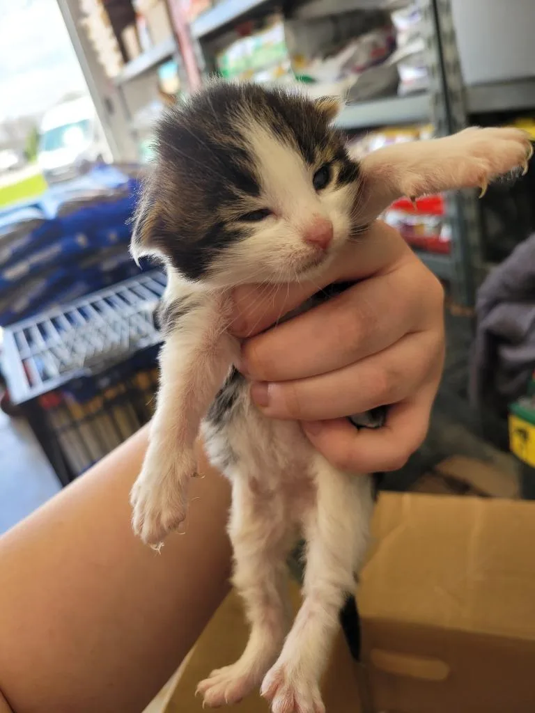 A baby small-sized male Domestic Short Hair cat named Ryker for adoption in Angola, IN