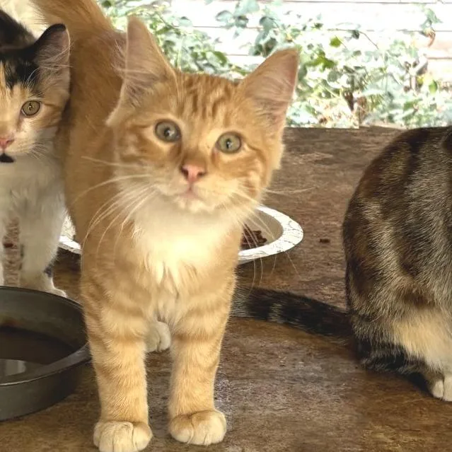 A baby medium-sized male American Shorthair cat named Jameson for adoption in Mount Shasta, CA