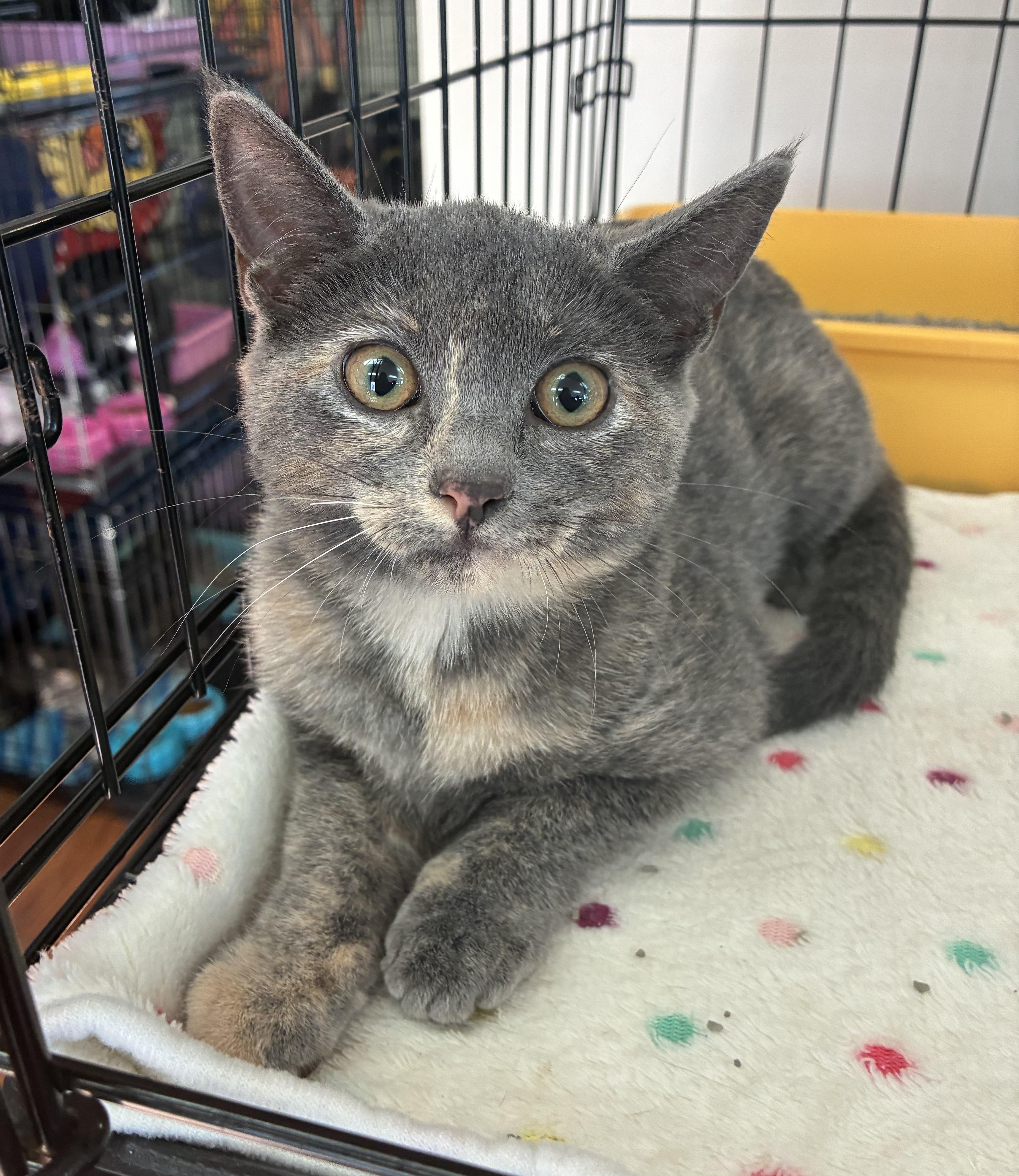 A baby medium-sized female Dilute Tortoiseshell Domestic Short Hair cat named Jolene for adoption in Breinigsville, PA