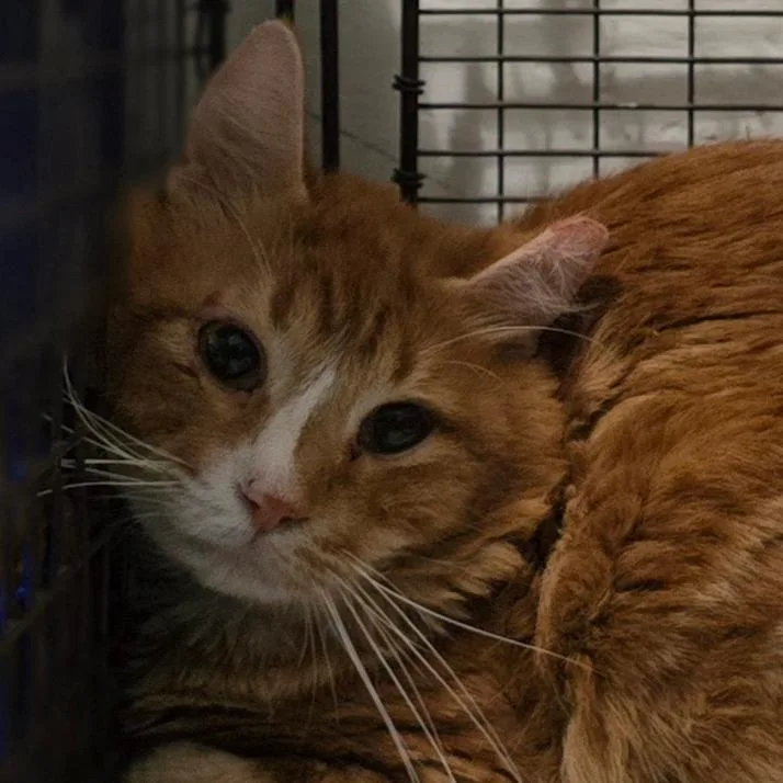A senior small-sized male Orange / Red Domestic Long Hair cat named Wynona for adoption in Grantsville, UT