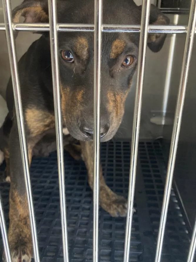 A baby small-sized male Mixed Breed dog named Nacho for adoption in Dallas, TX