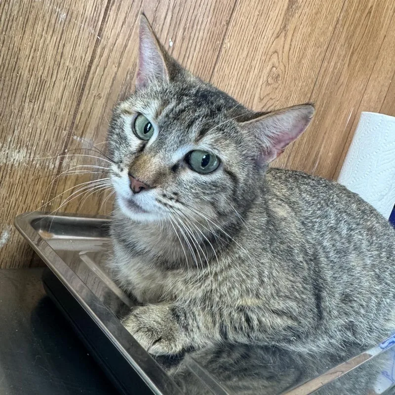 An adult medium-sized female Brown / Chocolate Domestic Short Hair cat named Pickles for adoption in Columbiana, AL