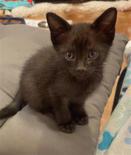 A baby small-sized male Domestic Short Hair cat named Armand for adoption in Fort Lauderdale, FL