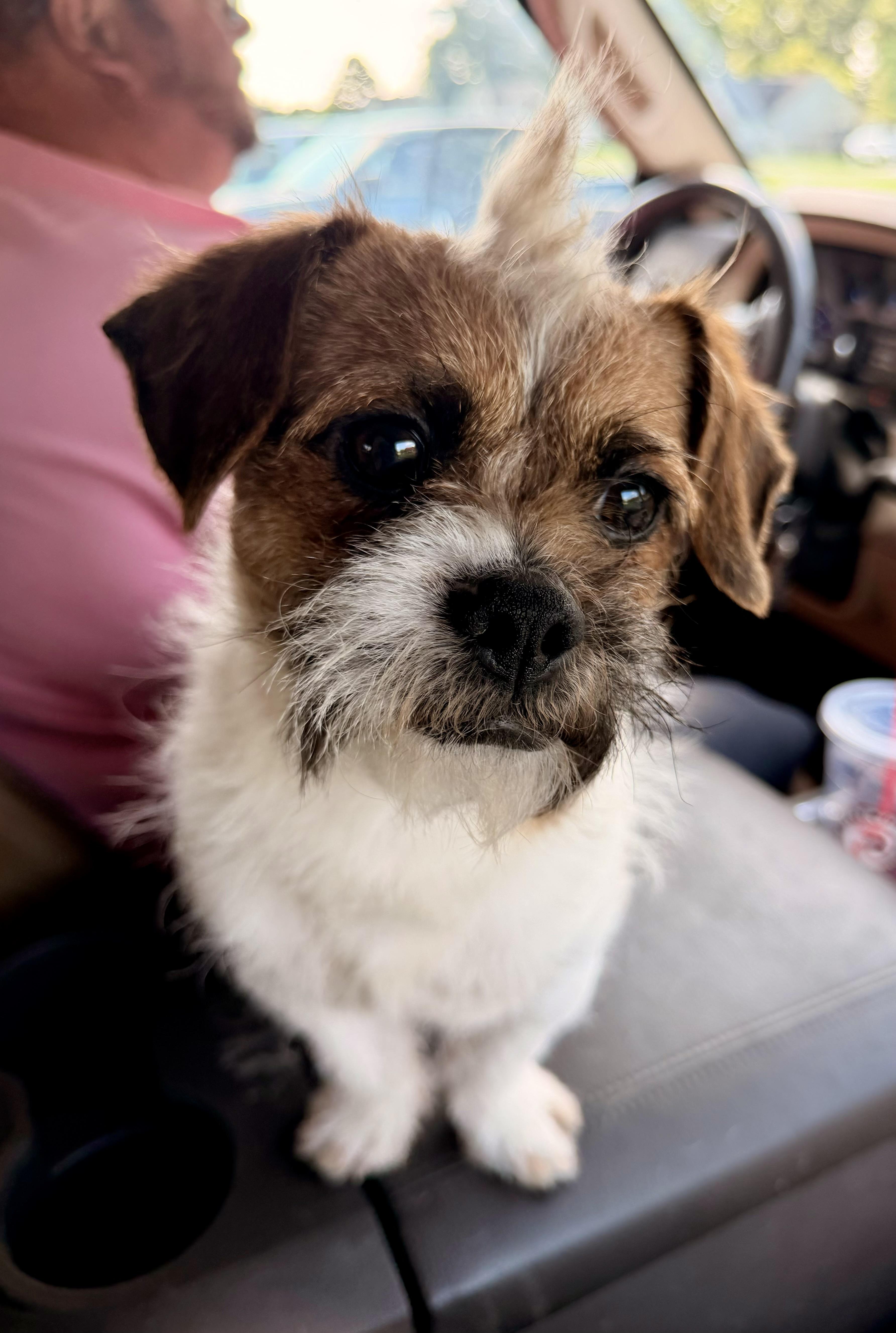 Odie thumbnail 2