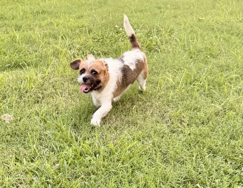Odie thumbnail 3