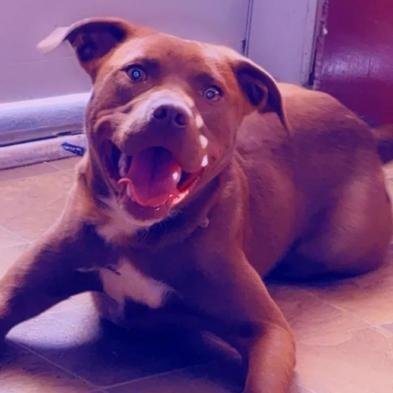 An adult small-sized male Brown / Chocolate Pit Bull Terrier dog named Haze for adoption in Roanoke, VA
