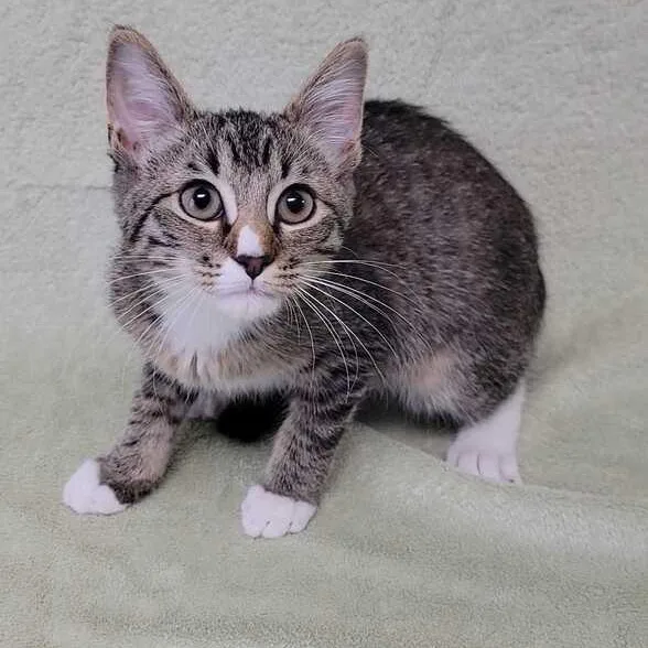 A baby medium-sized female Tabby (Brown / Chocolate) Domestic Short Hair cat named Pixie for adoption in Valdosta, GA