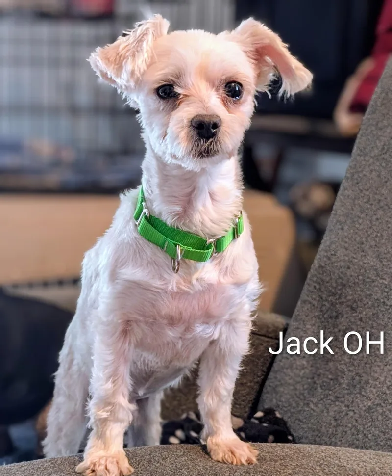 An adult small-sized male Maltese dog named Jack for adoption in Berryton, KS