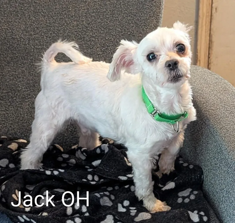 Jack thumbnail 2