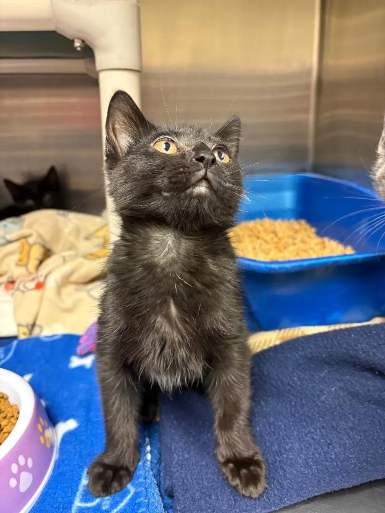 A baby medium-sized female Domestic Short Hair cat named Sable for adoption in Johnson City, TN