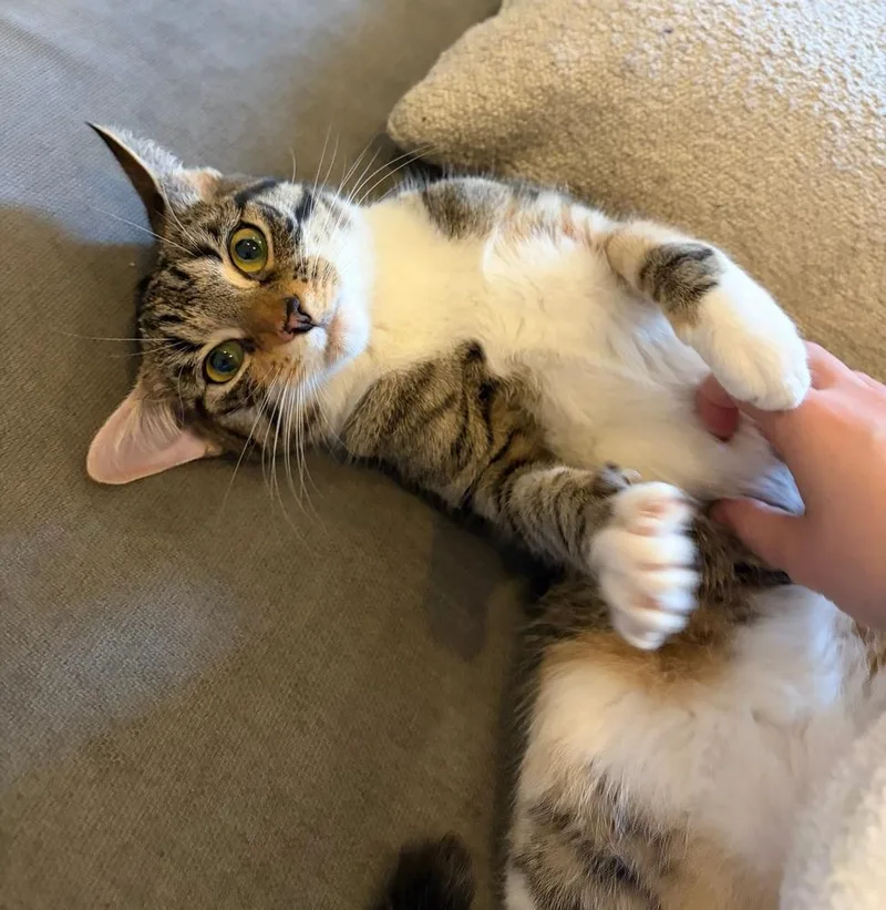 A baby small-sized female Domestic Short Hair cat named Delilah for adoption in New York, NY