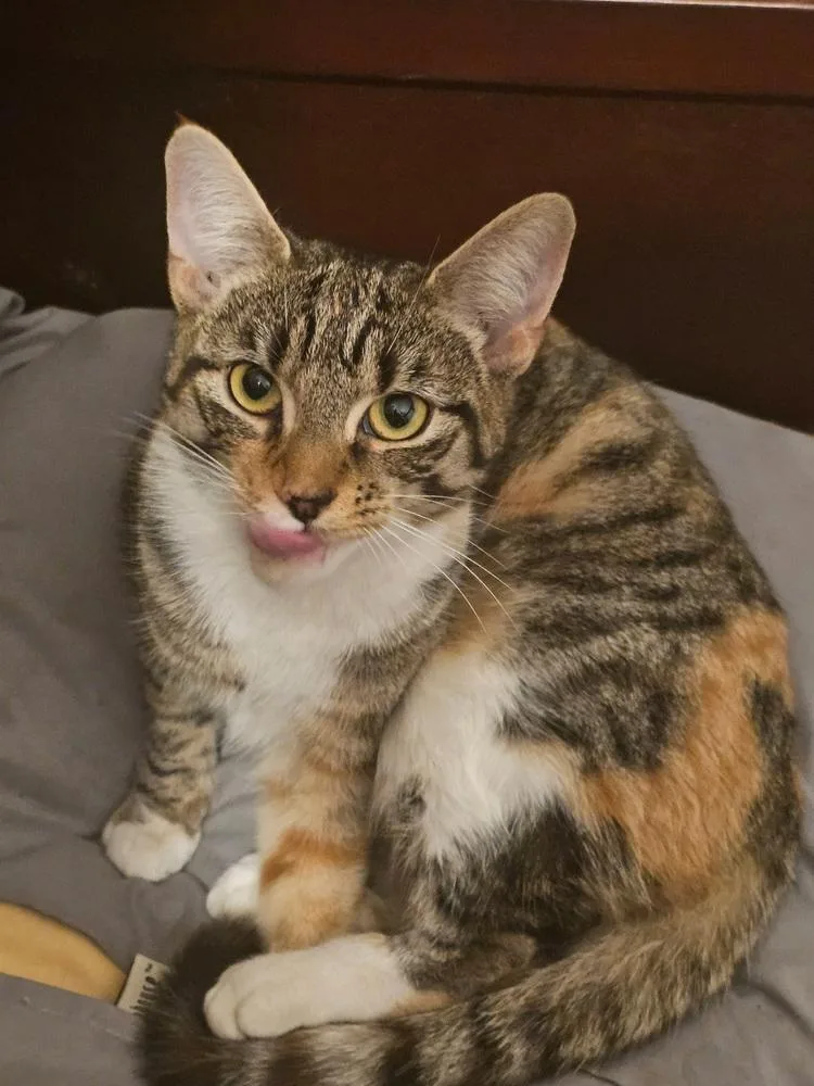 Delilah thumbnail 5