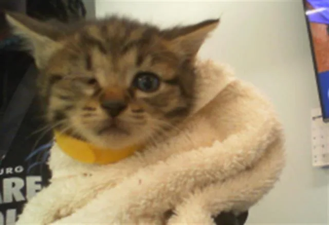 A baby small-sized female Domestic Short Hair cat named Holly for adoption in Charlotte, NC