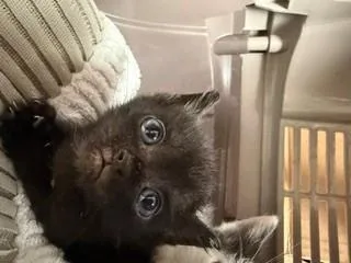 A baby small-sized male Domestic Short Hair cat named Pebble for adoption in Columbia, SC