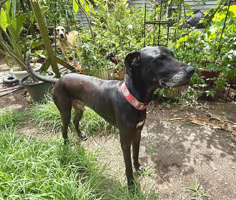 Maurice Aka Mo thumbnail 2