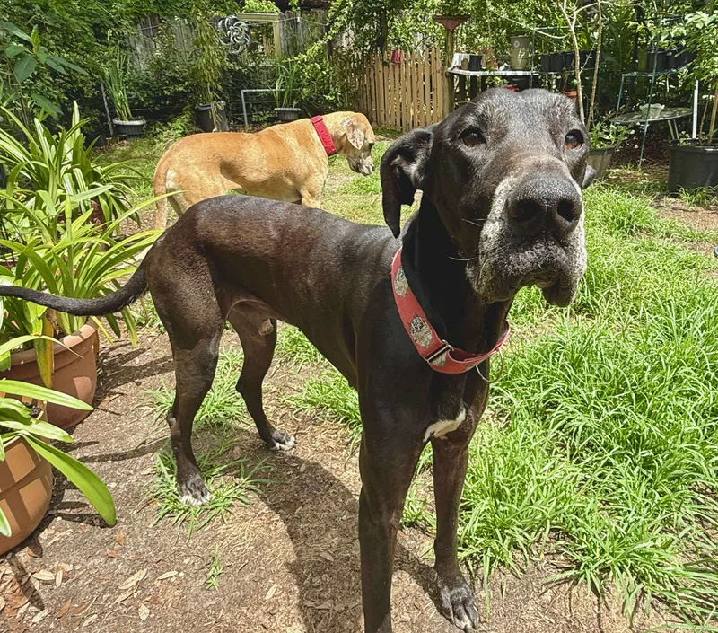 Maurice Aka Mo thumbnail 4