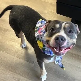 An adult medium-sized female American Bulldog dog named Violet for adoption in Triadelphia, WV