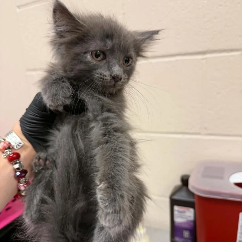 A baby small-sized male Gray / Blue / Silver Domestic Medium Hair cat named Feta for adoption in Reno, NV