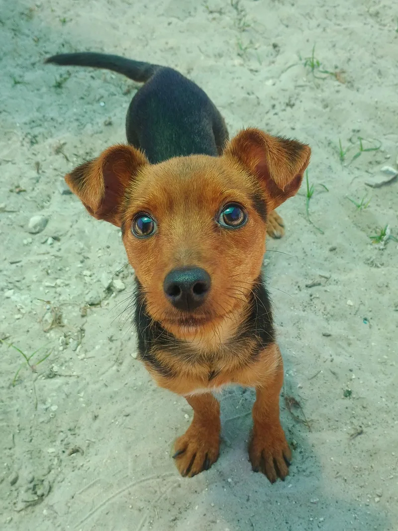 A young small-sized male Bicolor Terrier dog named Dave for adoption in New Port Richey, FL