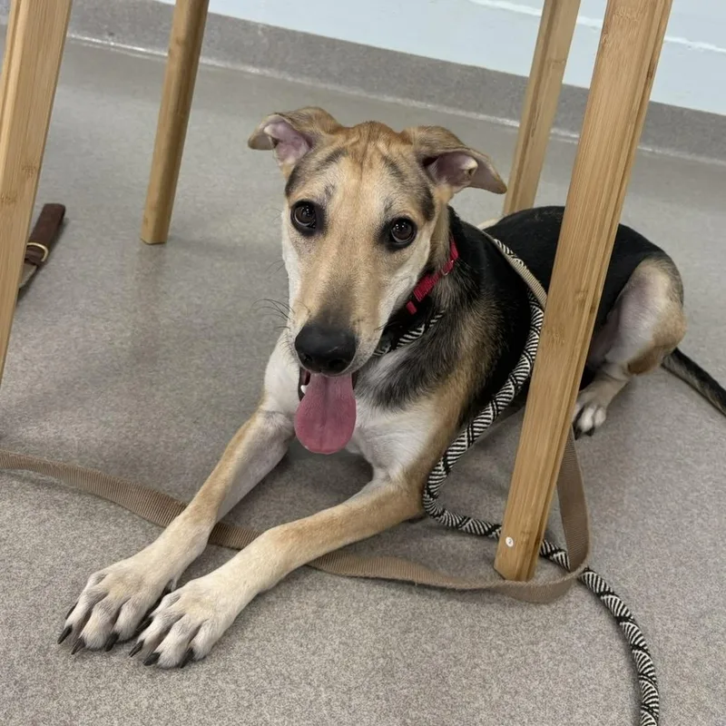 An adult medium-sized female Tricolor (Brown, Black, & White) Shepherd dog named Betsy for adoption in Eatontown, NJ
