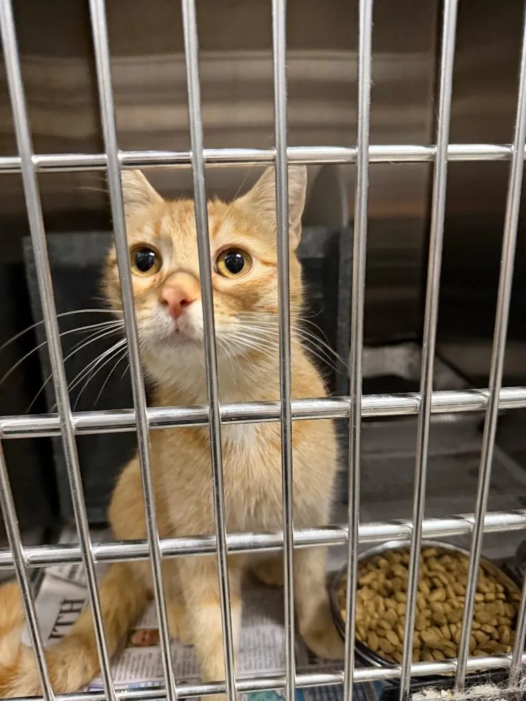 A baby large-sized female Domestic Short Hair cat named Marmalade for adoption in Henderson, NC