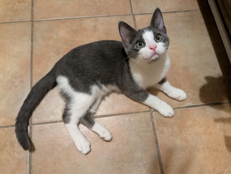 A baby small-sized male Gray & White Domestic Short Hair cat named Quintus NC for adoption in Dallas, TX
